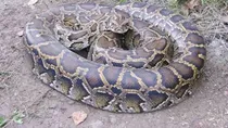woman swallowed by python in indonesia dead body found inside snake belly viral