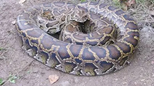 woman swallowed by python in indonesia dead body found inside snake belly viral