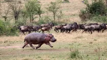 hippo