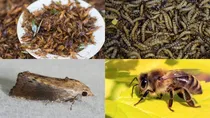Singapore Edible Insects