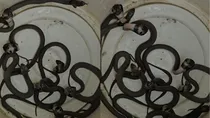 11 cobra baby snake snakes one house in jaisalmer rajsthan