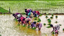 india agriculture