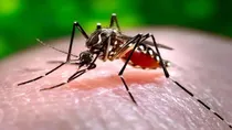rise in dengue cases in the country know causes effect and treatment