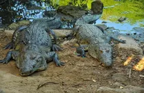 200 crocodiles crawling around cities in Mexico (photo-social media )