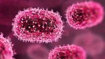 what is chandipura virus