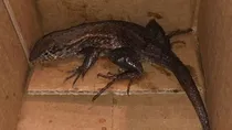 lizard in Amazon package