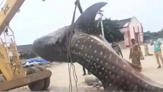 Fishermen catch two endangered Whale Sharks