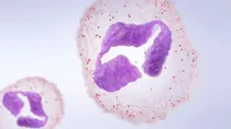 white blood cells in blood functions and normal range