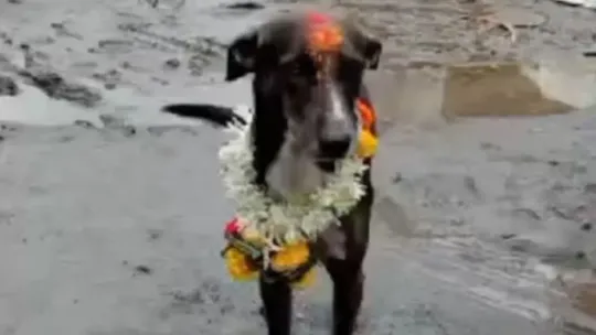 Lost Dog Maharaj Travels 250 km