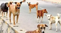 Elderly woman killed in brutal dog attack