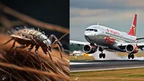 Emergency Landing Due to Lice 