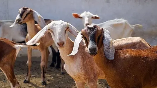 son killed his mother over selling of goats