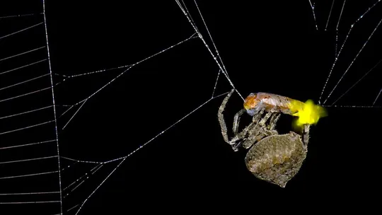 science spider fire fly explained