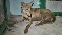Wolf, UP, Bahraich