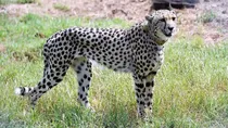 cheetah pawan died at kuno due to drowning experts fears poisoning circumstances raise question