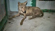 wolf attacks 7 year old boy 
