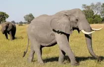 wild animals being eaten in Namibia (representational photo)