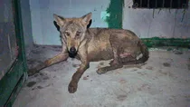 Bahraich wolf attack explained