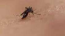 Dengue