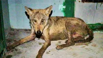 UP forest Corporation GM says revenge tendency among wolves cannot be ruled out in bahraich