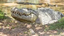 123 Year Old Nile Crocodile