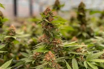 cannabies hash honey singh bipolar disorder