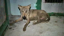 bahraich wolf attack 