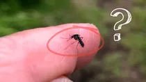 mosquito bite science why some people attract more mosquitos and itch more