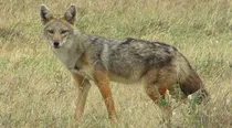 attacked by a pack of jackals