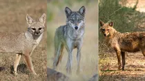 wolf fox jackal 