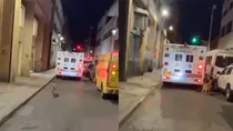 Loyal dog chases ambulance carrying owner viral Video will make you emotional
