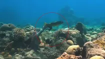 fish octopus hunt