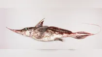 New ghost shark species with unusually long nose discovered in coast off New Zealand