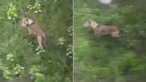 bahraich sixth wolf caught in thermal drone camera video viral forest team search operation