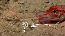 fish with legs 