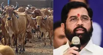 maharashtra government indigenous cow status of rajmata