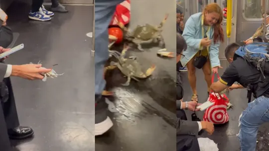 Chaos in NYC Subway as Crabs Spill from Passenger Bag