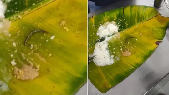 insects found in prasad served at tirumala temple devotees claim controversy andhra pradesh