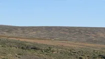 oldest termite mound found in south Africa science news