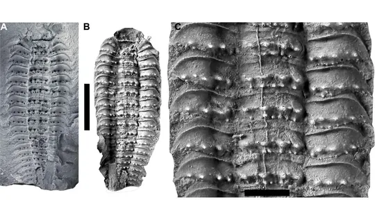 bear size ancient fossil analyzed by scientists link between milipede and