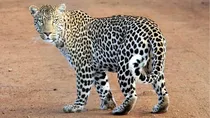 farmer leopard brutal fight in bijnor village viral news leopard dead farmer seriously injured up