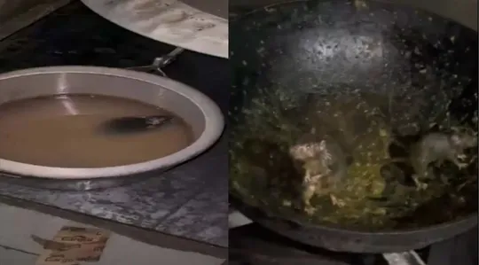 Rats found in food in IIT Roorkee canteen