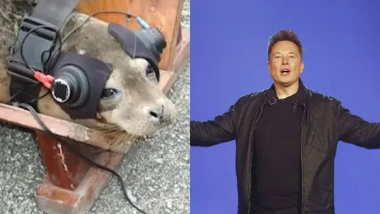 Elon Musk says SpaceX was forced to kidnap seals experiment on them