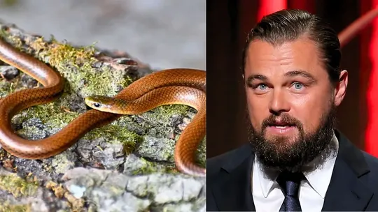 leonardo dicaprio new snake found