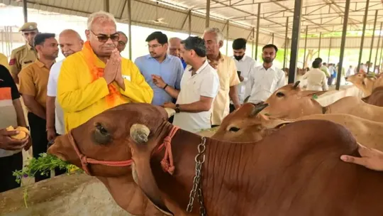 Rajasthan government cow primary school