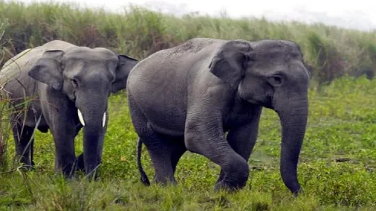 bandhavgarh tiger reserve death of ten elephants