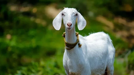 goat news