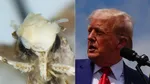  small moth was named after Donald Trump