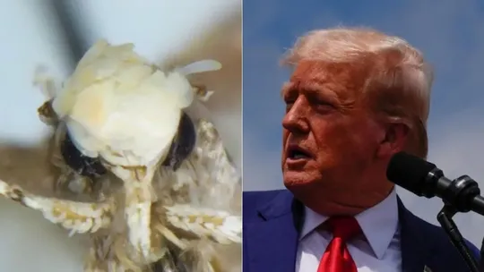  small moth was named after Donald Trump