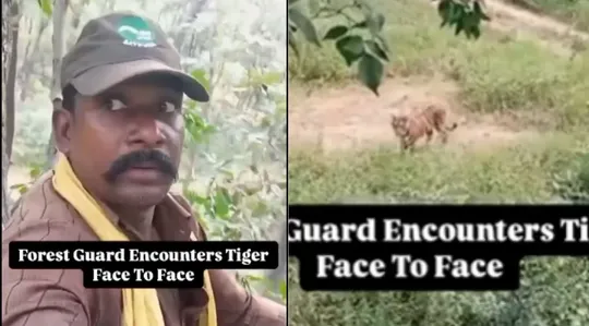 Satpura Tiger Reserve viral video